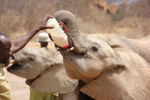 Phuket City Tour with ATV Adventure and Elephant Feeding | ®ExcursionMania