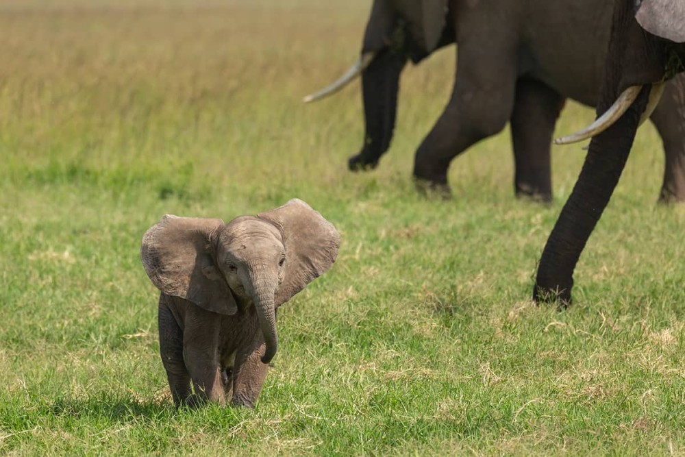 Phuket City Tour with ATV Adventure and Elephant Feeding | ®ExcursionMania