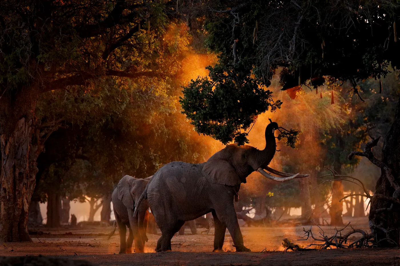 Phuket City Tour with ATV Adventure and Elephant Feeding | ®ExcursionMania