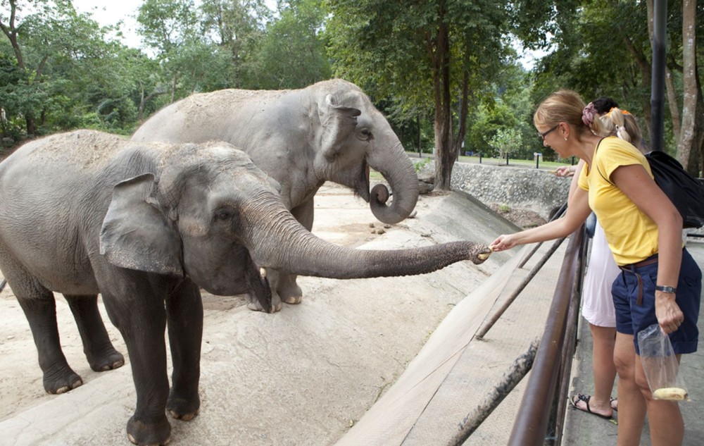 Phuket City Tour with ATV Adventure and Elephant Feeding | ®ExcursionMania