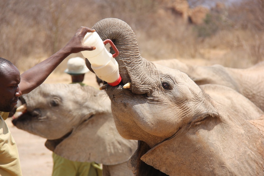 Phuket City Tour with Night Market Visit & Elephant Feeding | ®ExcursionMania