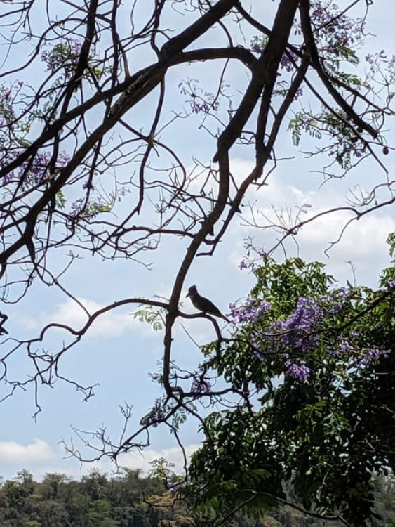 Arusha: Lake Duluti Canoeing, Nature Walk Guided Tour and Birding | ®ExcursionMania