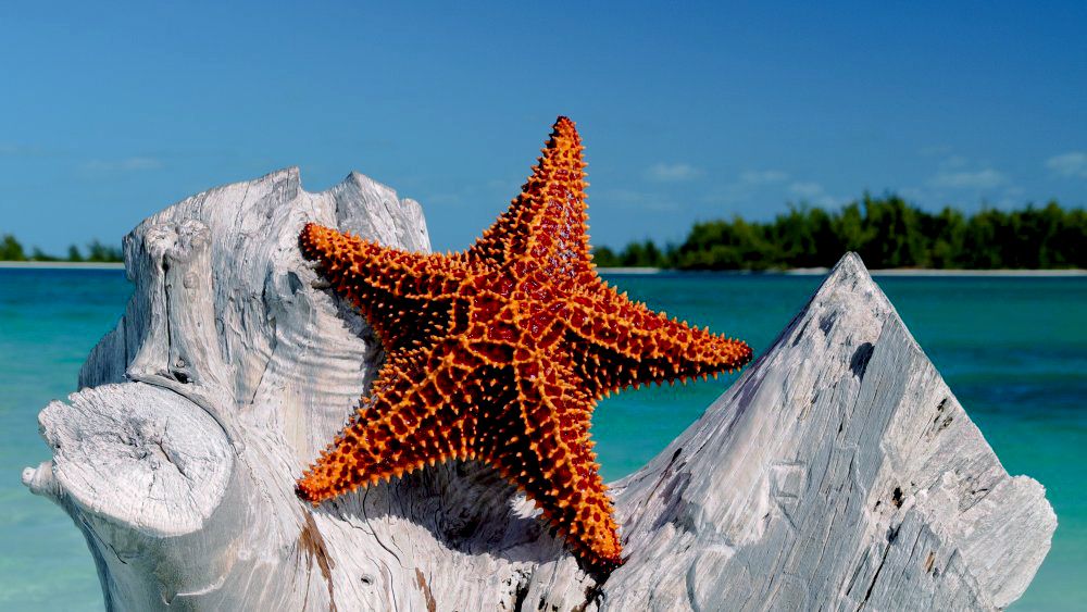Kuza Cave, Starfish Tour, Blue Lagoon, The Rock, Paje Beach | ®ExcursionMania