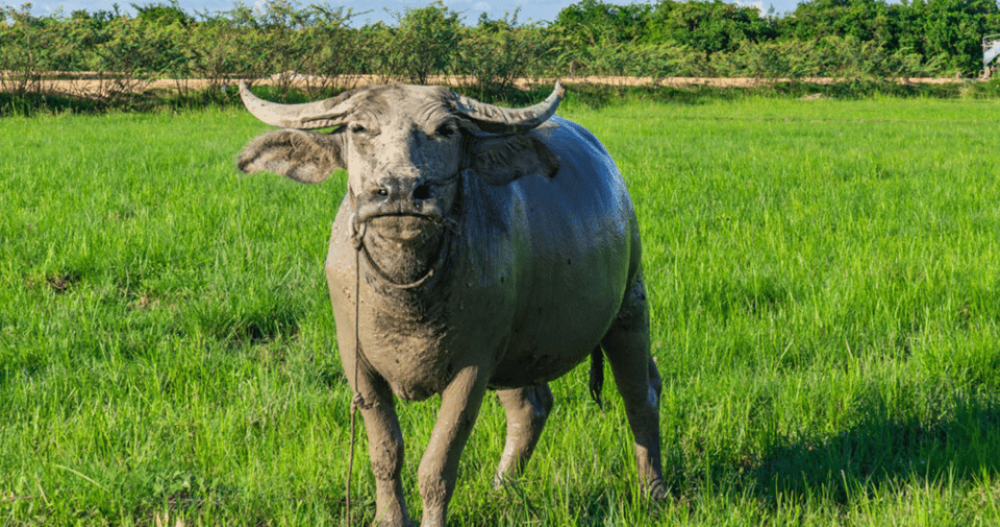 Siem Reap: Countryside Sunset Jeep Tour with Drinks | ®ExcursionMania