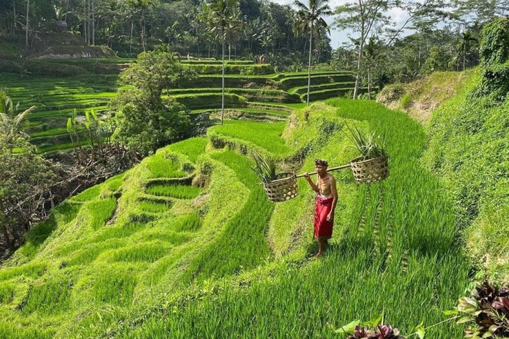 Ubud Day Tour : Waterfall, Temple and Local Night Market Tour | ®ExcursionMania