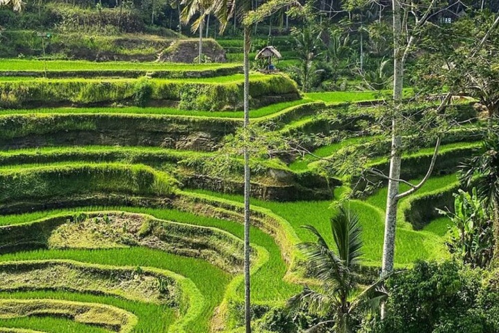 Ubud Day Tour : Waterfall, Temple and Local Night Market Tour | ®ExcursionMania