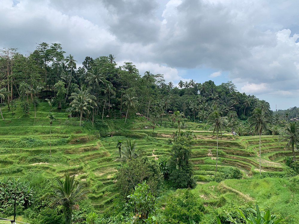 Best of Ubud Waterfalls, Tegalalang Rice Terrace and Swing Tour | ®ExcursionMania