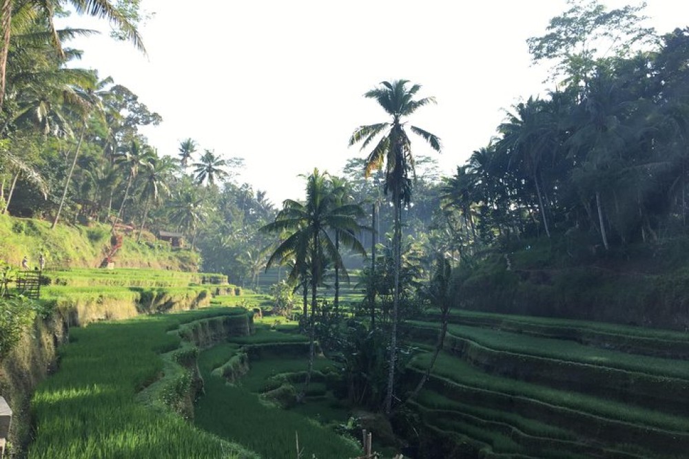 Best of Ubud Waterfalls, Tegalalang Rice Terrace and Swing Tour | ®ExcursionMania
