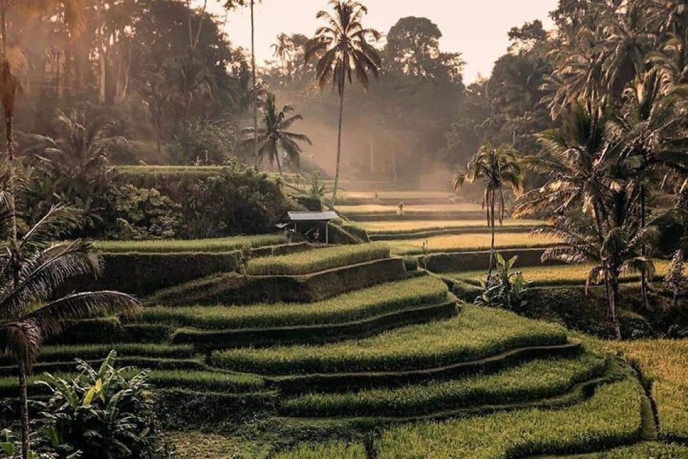 Best of Ubud Waterfalls, Tegalalang Rice Terrace and Swing Tour | ®ExcursionMania