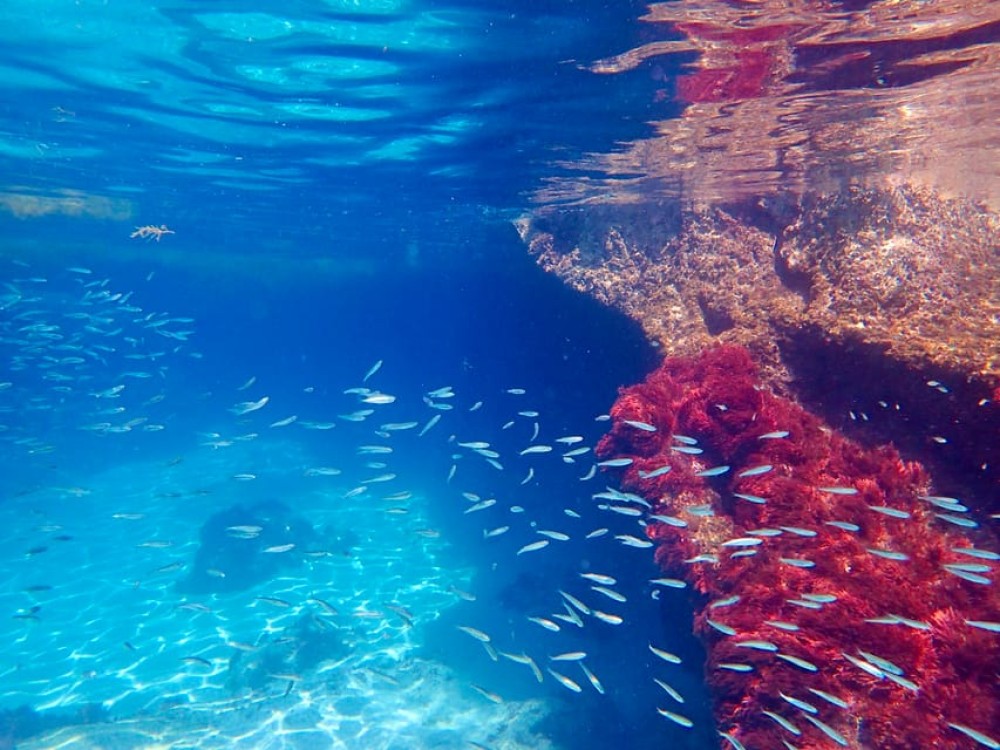 From Lisbon: Arrábida Natural Park Kayak Tour with Lunch | ®ExcursionMania