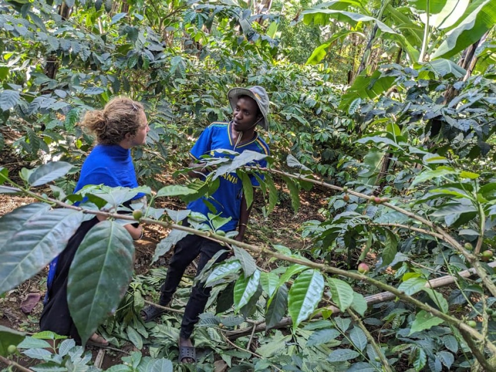 Arusha: Coffee Tour with Tasting and Farm Visit | ®ExcursionMania