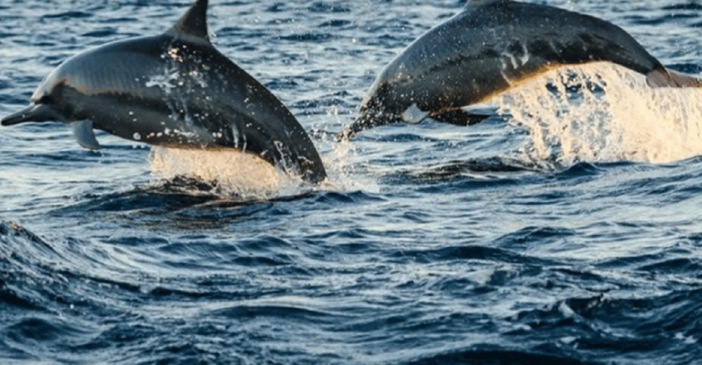 Best Lovina Sunrise Dolphins Watching Tour | ®ExcursionMania