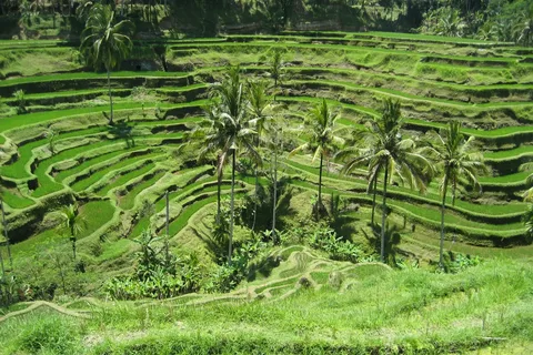 Ubud Swing, Rice Terrace and Waterfall Highlights Tour | ®ExcursionMania