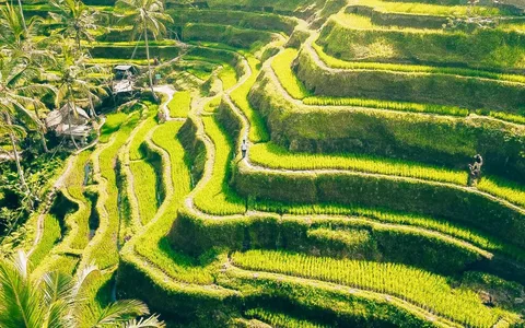 Full-Day Tour to Water Temples and UNESCO Rice Terraces in Bali | ®ExcursionMania