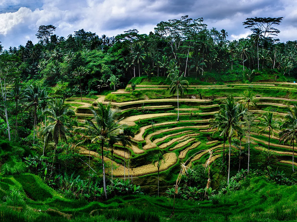 Full-Day Tour to Water Temples and UNESCO Rice Terraces in Bali | ®ExcursionMania