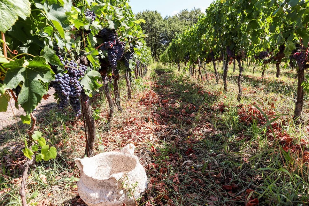 Porto: Douro Valley Wine Tour with a Sommelier & Boat Trip | ®ExcursionMania