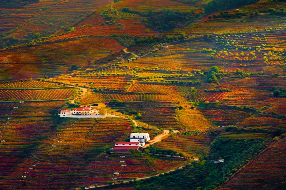 Porto: Douro Valley Wine Tour with a Sommelier & Boat Trip | ®ExcursionMania