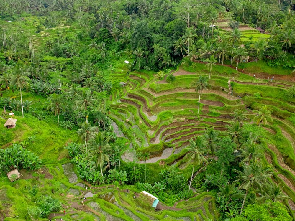 Ubud Top Attractions: Waterfalls, Temples and Rice Terraces | ®ExcursionMania