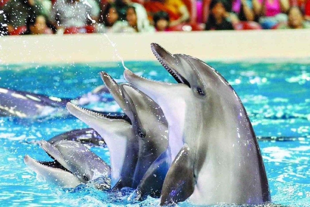 Alanya: Dolphin & Seal Show Ticket with Hotel Transfer | ®ExcursionMania