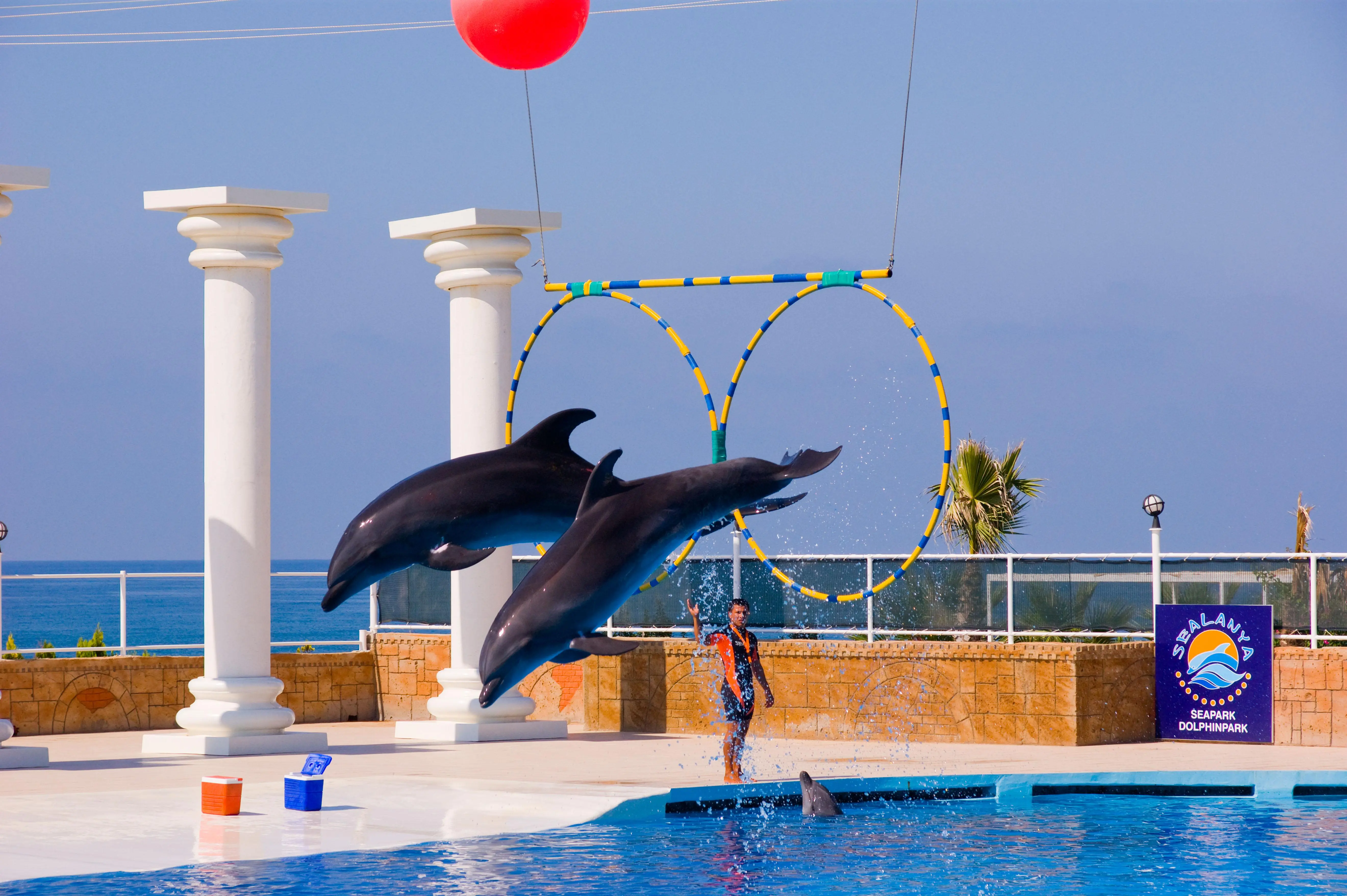 Alanya: Dolphin & Seal Show Ticket with Hotel Transfer | ®ExcursionMania