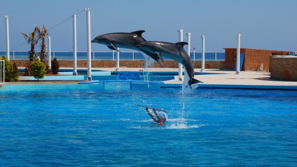 Alanya: Dolphin & Seal Show Ticket with Hotel Transfer | ®ExcursionMania