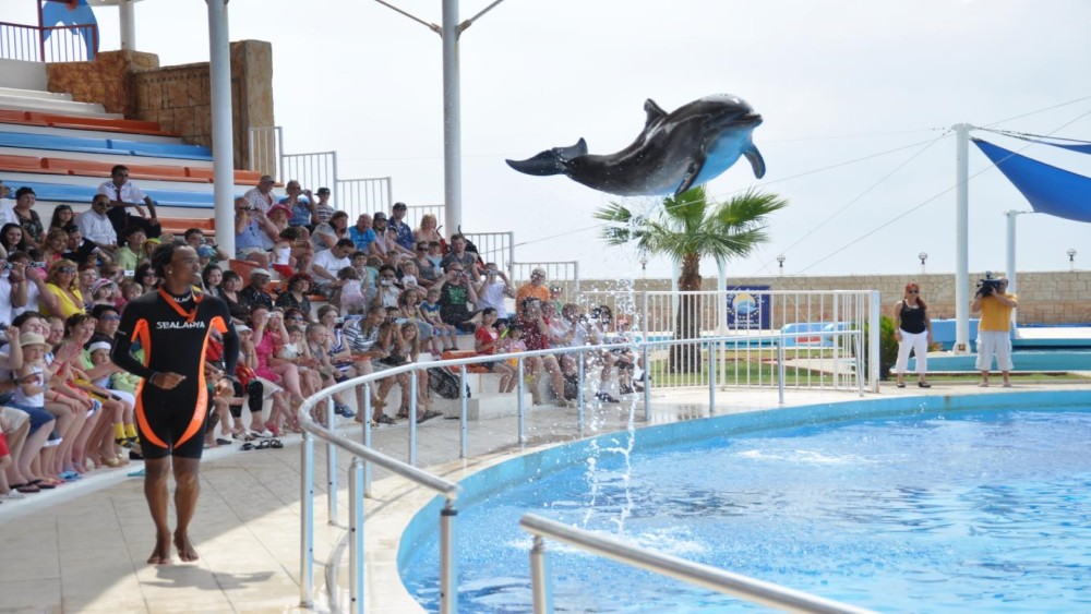 Alanya: Dolphin & Seal Show Ticket with Hotel Transfer | ®ExcursionMania