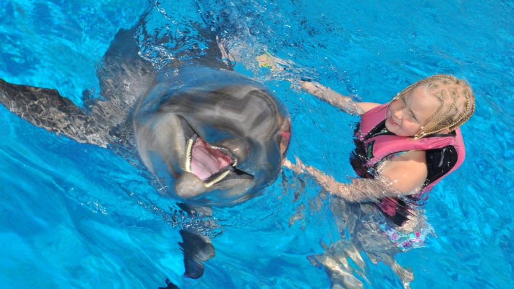 Alanya: Dolphin & Seal Show Ticket with Hotel Transfer | ®ExcursionMania