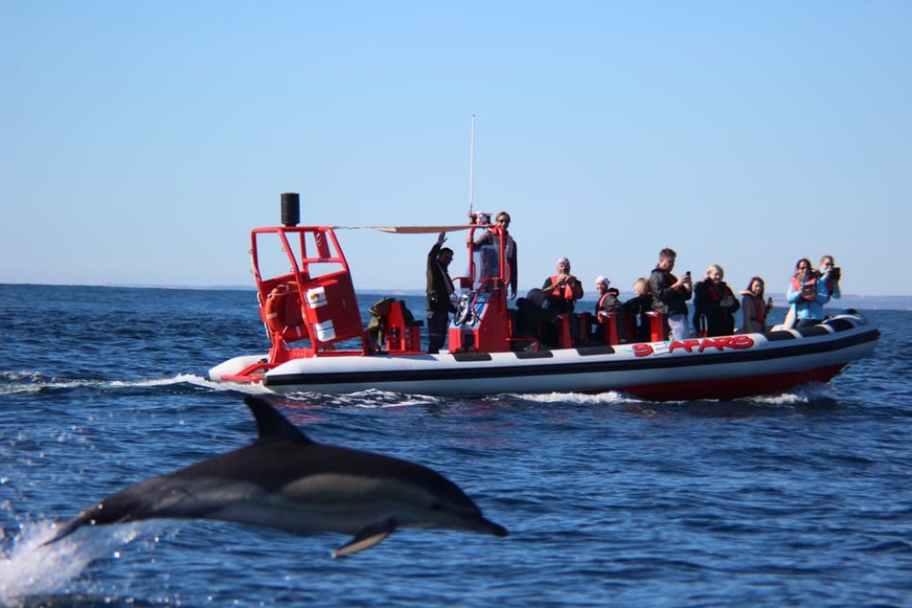 Lagos: Dolphin Watching with Professional Marine Biologists | ®ExcursionMania