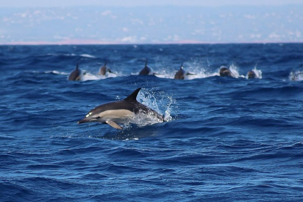 Lagos: Dolphin Watching with Professional Marine Biologists | ®ExcursionMania