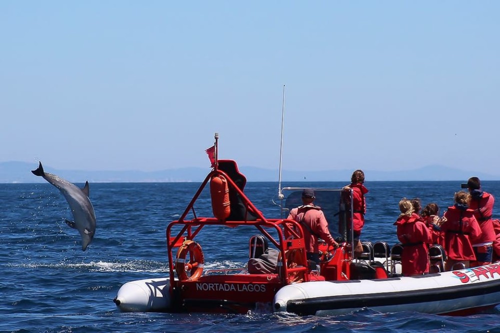 Lagos: Dolphin Watching with Professional Marine Biologists | ®ExcursionMania
