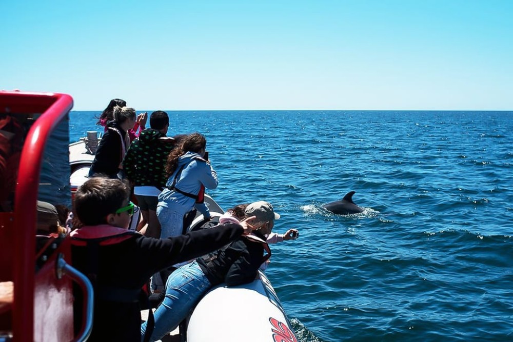 Lagos: Dolphin Watching with Professional Marine Biologists | ®ExcursionMania