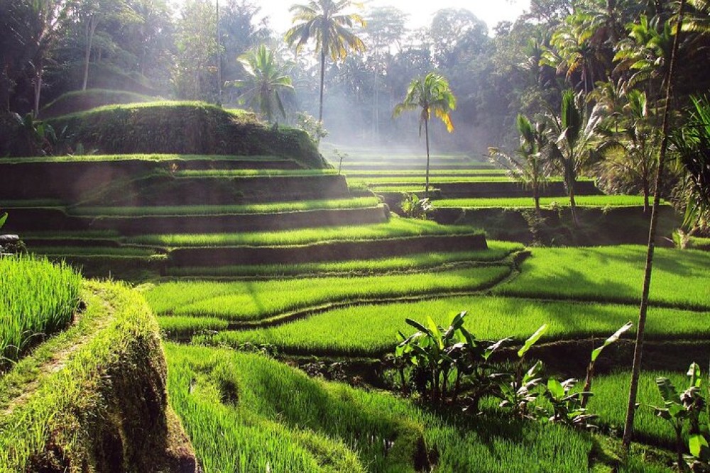 Sacred Monkey Forest Sanctuary