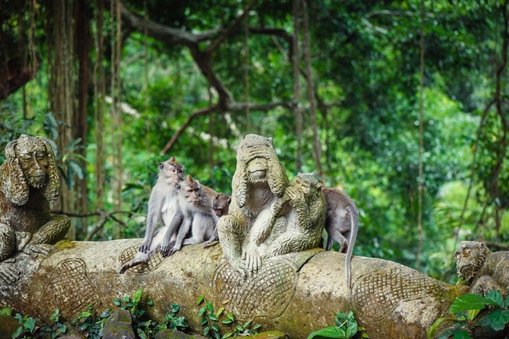 Ubud: Waterfall, Rice Terraces, and Monkey Forest Private Tour | ®ExcursionMania