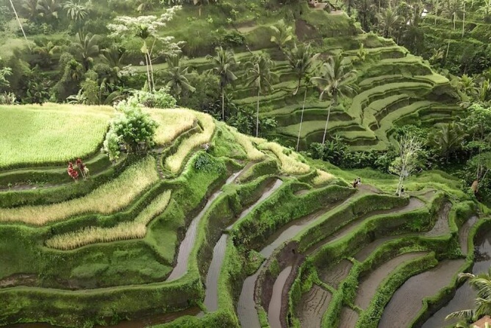 Pick 5 Destinations: Customized Ubud Tour | ®ExcursionMania