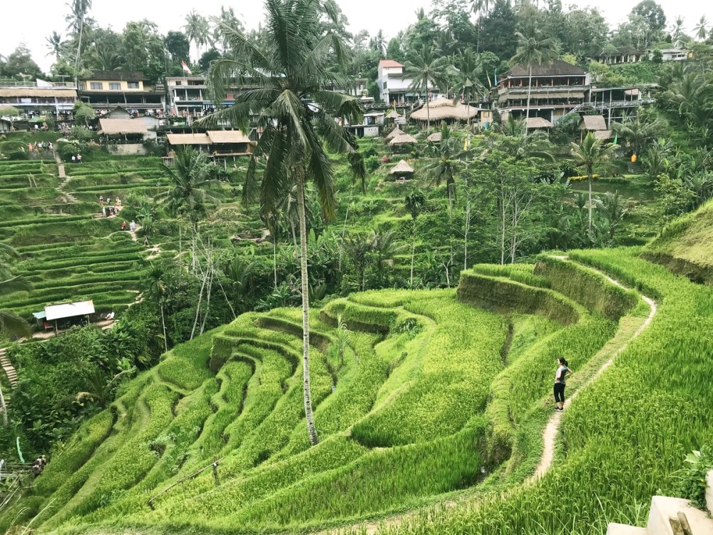Pick 5 Destinations: Customized Ubud Tour | ®ExcursionMania