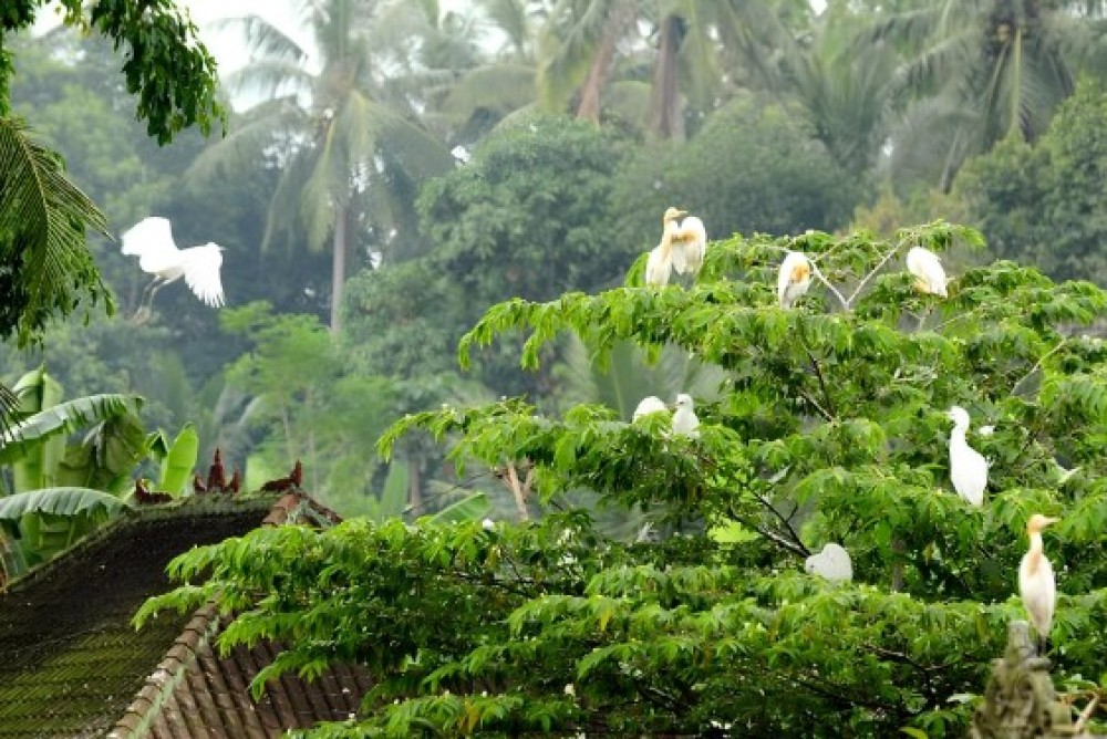 Half Day Ubud Tour: Ubud Unique Spots | ®ExcursionMania