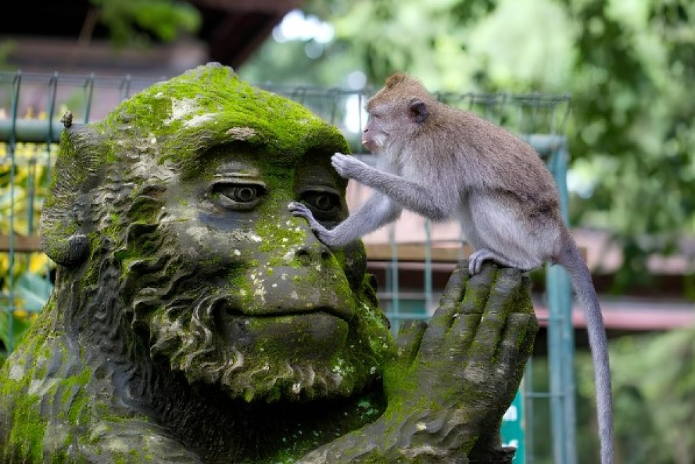 Sacred Monkey Forest Sanctuary