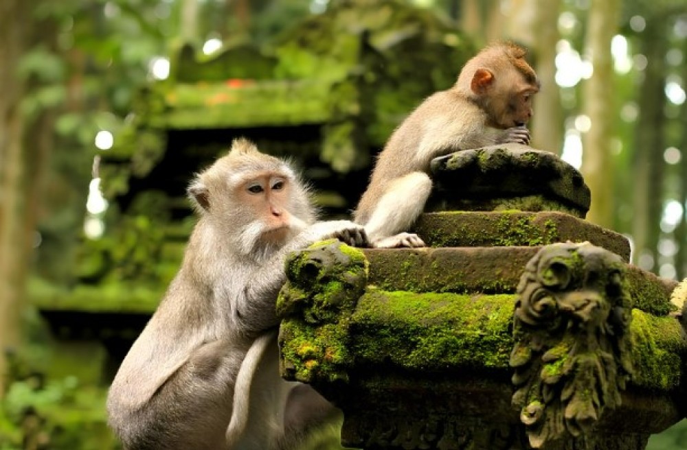 Half Day Ubud Tour: Ubud Unique Spots | ®ExcursionMania