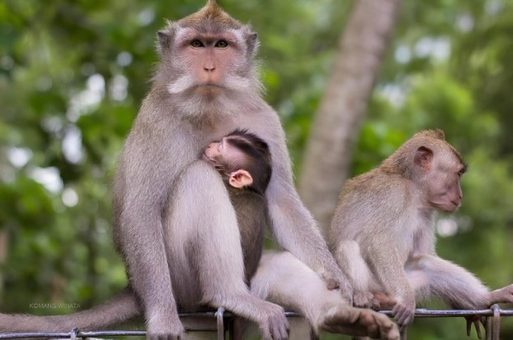 Half Day Ubud Tour: Ubud Unique Spots | ®ExcursionMania