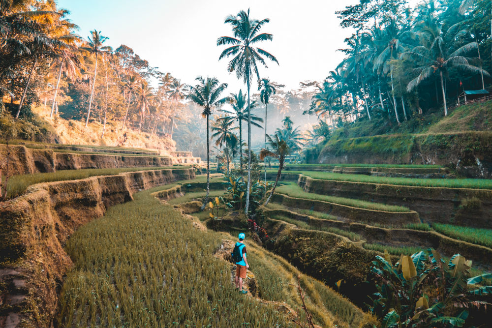 Discover Ubud: 2 Days Ubud Private Tour | ®ExcursionMania