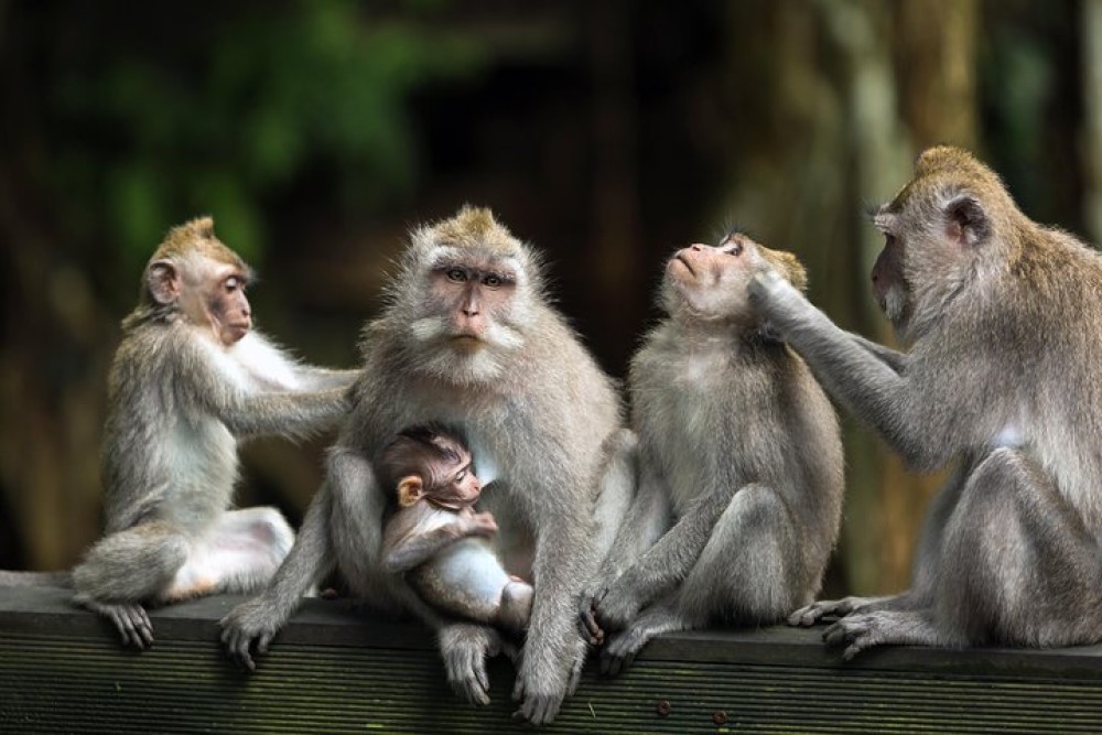 Bali Full Day Tour: Highlights of Ubud and Hidden Waterfall | ®ExcursionMania