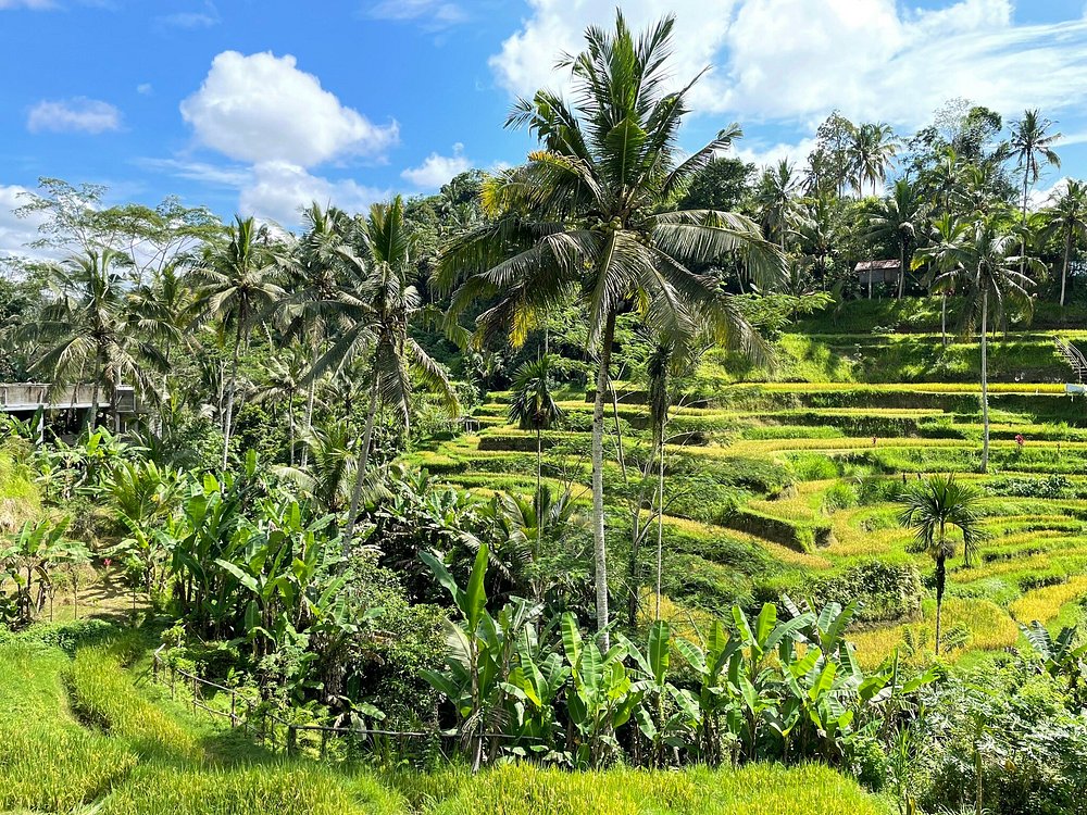 Private Tour: Bali Volcano with Jungle Swing Experience | ®ExcursionMania