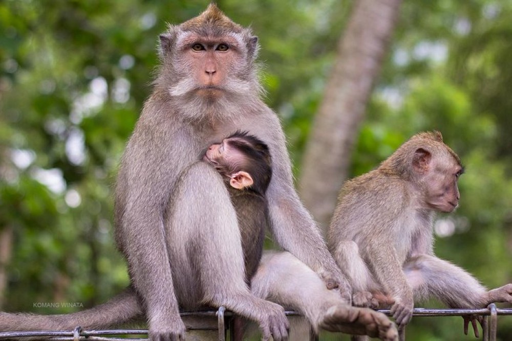 Private Tour: Ubud Highlights | ®ExcursionMania