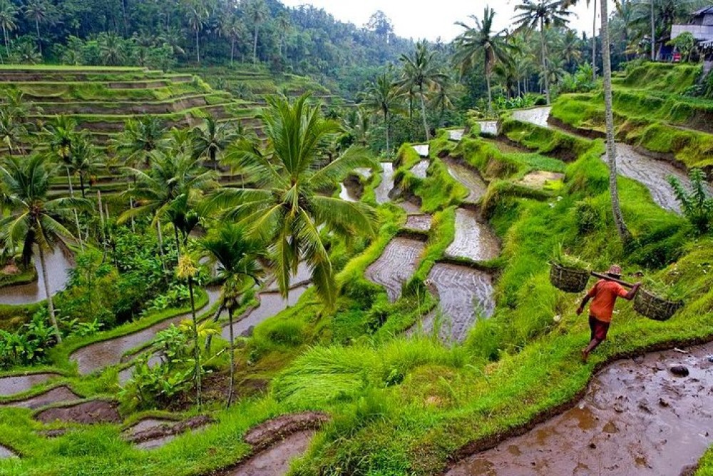 Private Tour: Ubud Highlights | ®ExcursionMania
