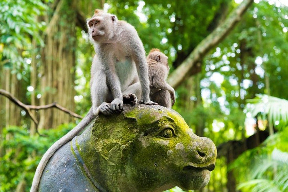 Private Tour: Ubud Highlights | ®ExcursionMania