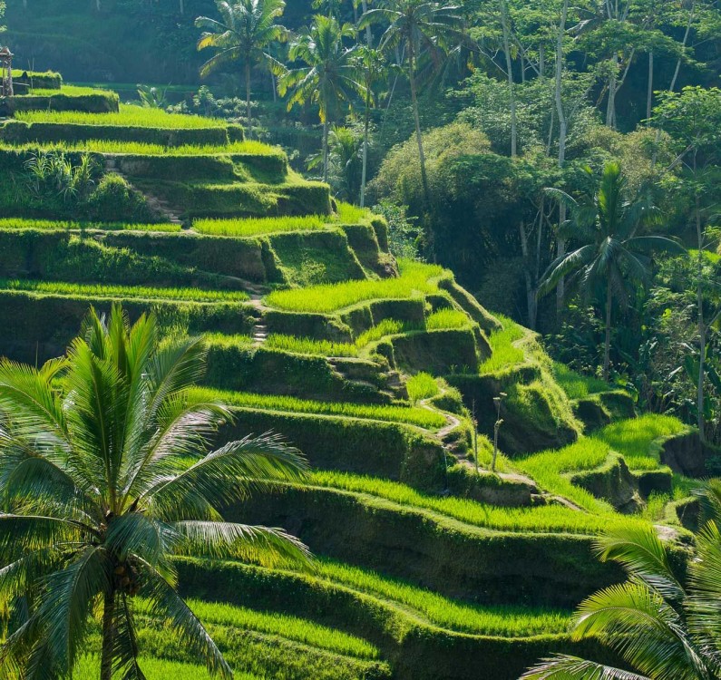 Discover Hidden Waterfall, Unesco Rice Terraces and Mountain Temple | ®ExcursionMania