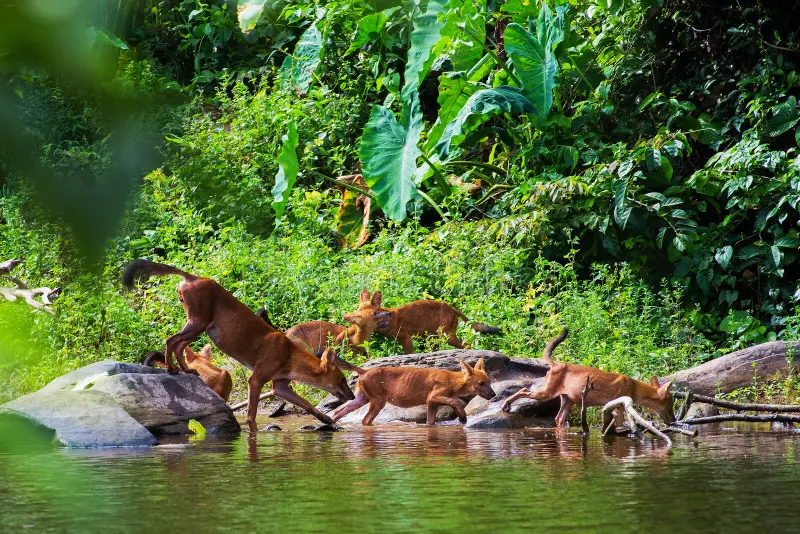 UNESCO World Heritage Site : Khao Yai National Park Tour | ®ExcursionMania