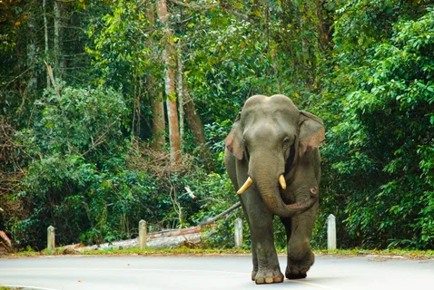 UNESCO World Heritage Site : Khao Yai National Park Tour | ®ExcursionMania