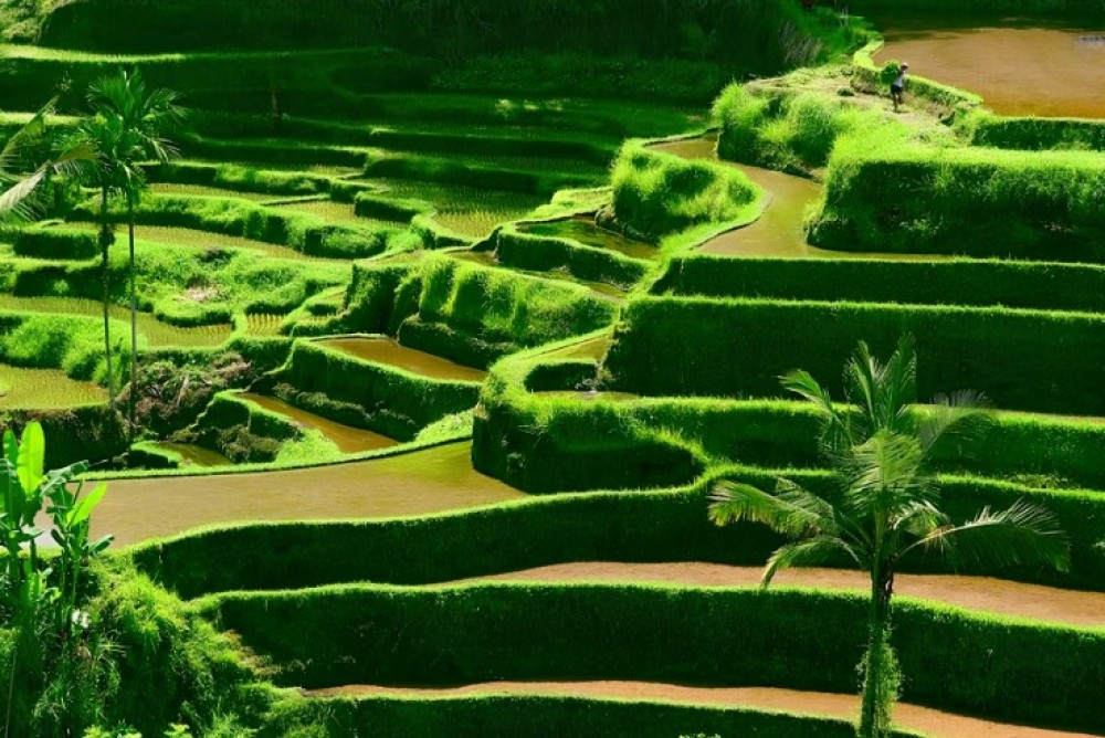 Private Shore Excursion: Customized Best of Bali Tour | ®ExcursionMania