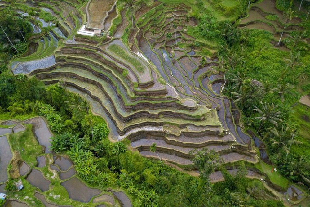 Ubud White Water Rafting, Rice Terrace and Jungle Swing | ®ExcursionMania